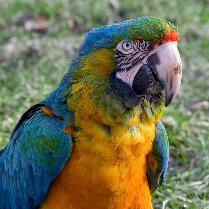 24 +-tiere-papagei-D35_2401-als-Smart-Objekt-1.jpg